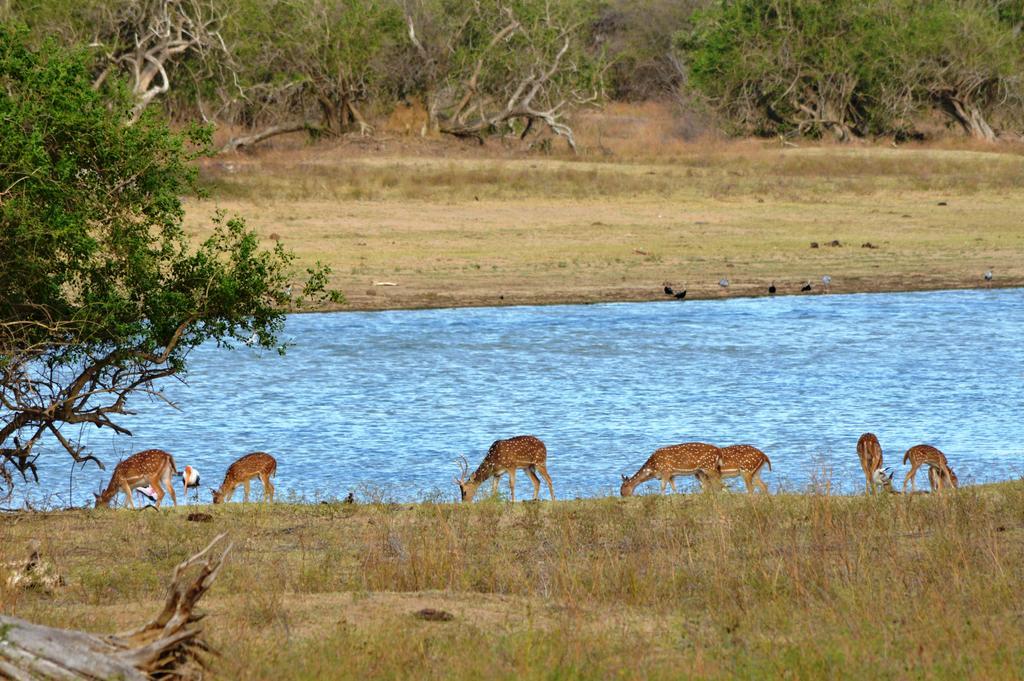 Wild Panthera Yala Tissamaharama Extérieur photo