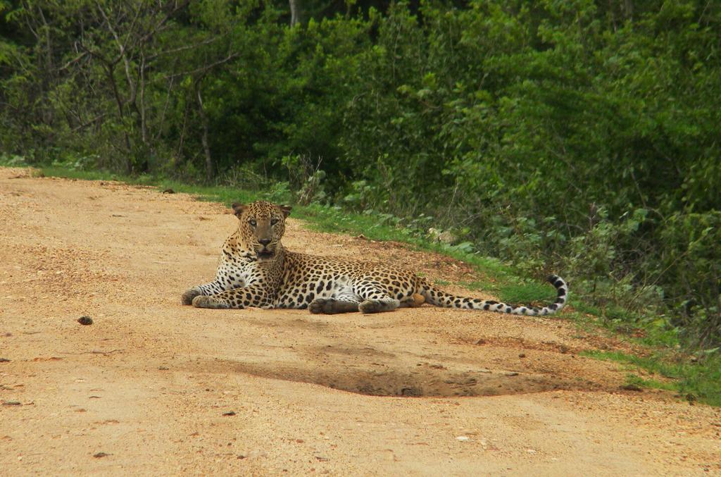 Wild Panthera Yala Tissamaharama Extérieur photo